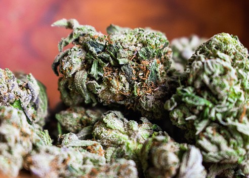 indica bud